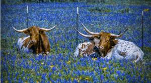 Texans Are In Love With Bluebonnets